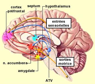 centres hedonistes du cerveau en physiologie